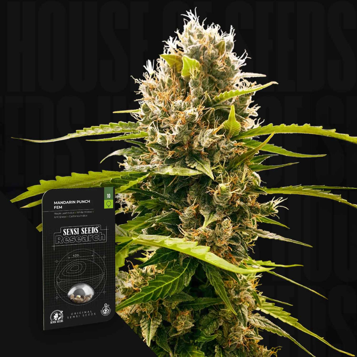 Sensi Seeds - Mandarin Punch