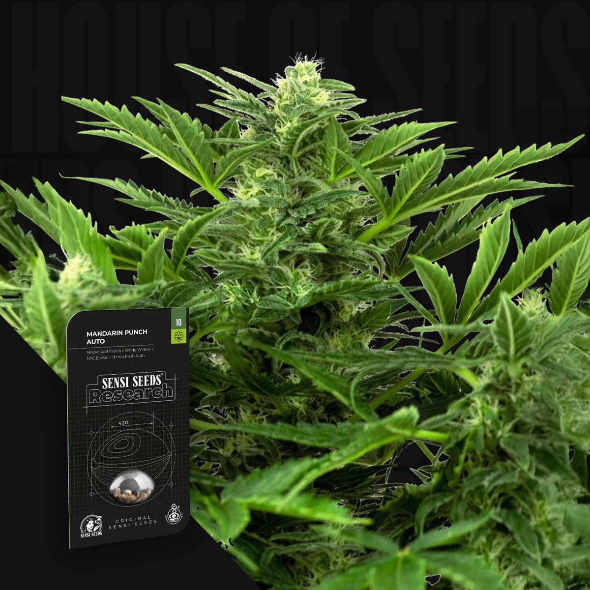 Sensi Seeds - Madarine Punch Auto