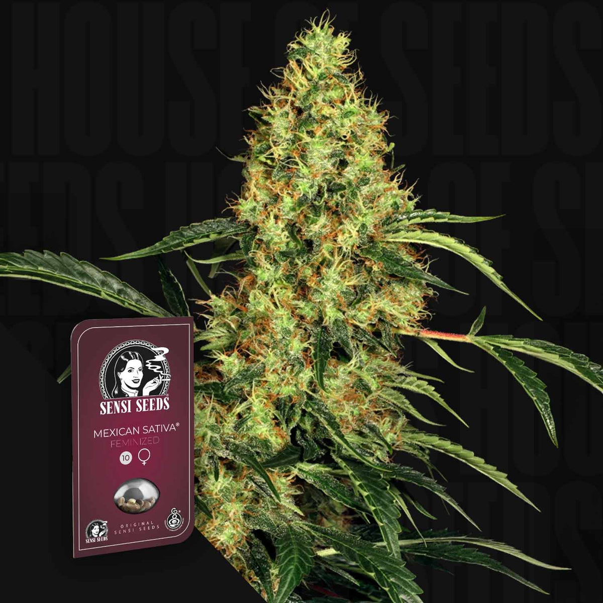 Sensi Seeds - Mexican Sativa