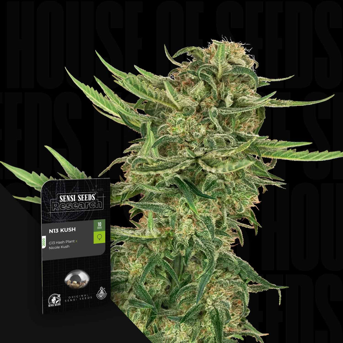 Sensi Seeds - N13 Kush