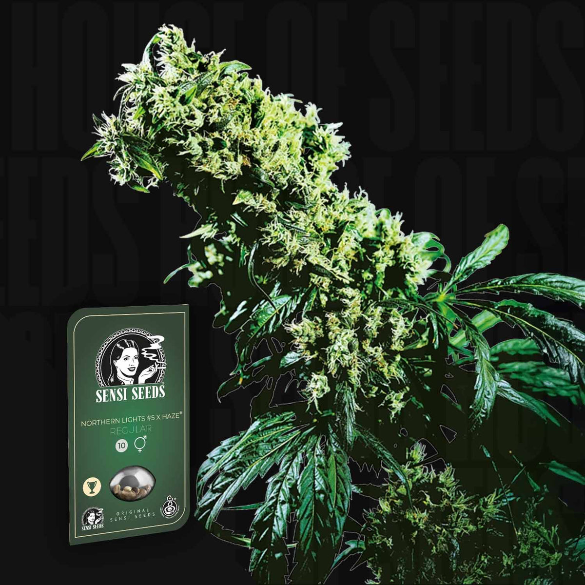 Sensi Seeds - Northern Lights #5 x Haze