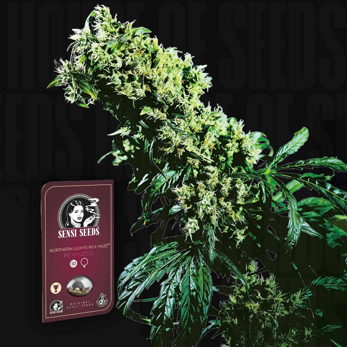 Sensi Seeds - Northern Lights #5 x Haze