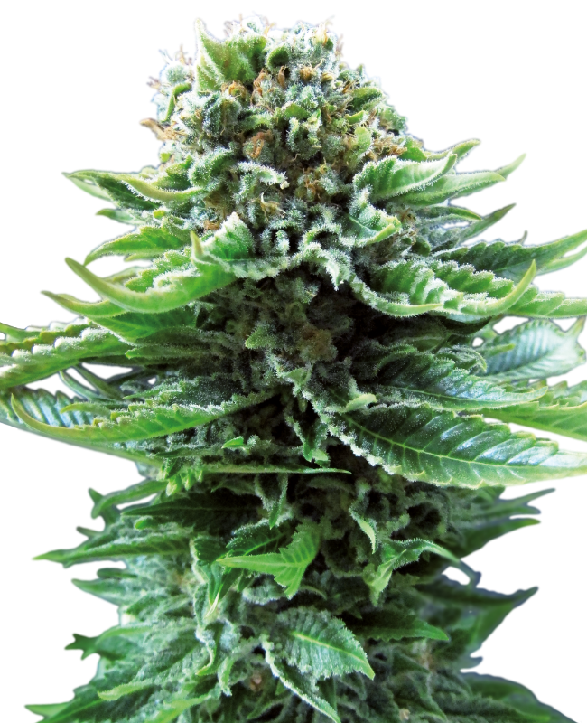 Sensi Seeds - Northern Lights Auto