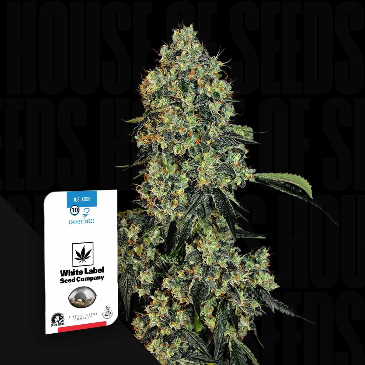 Sensi Seeds - OG Kush