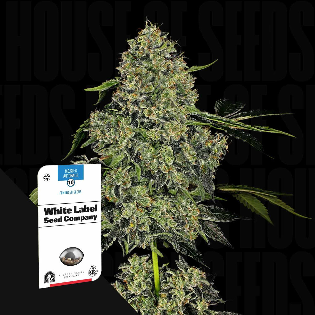 Sensi Seeds - OG Kush Auto