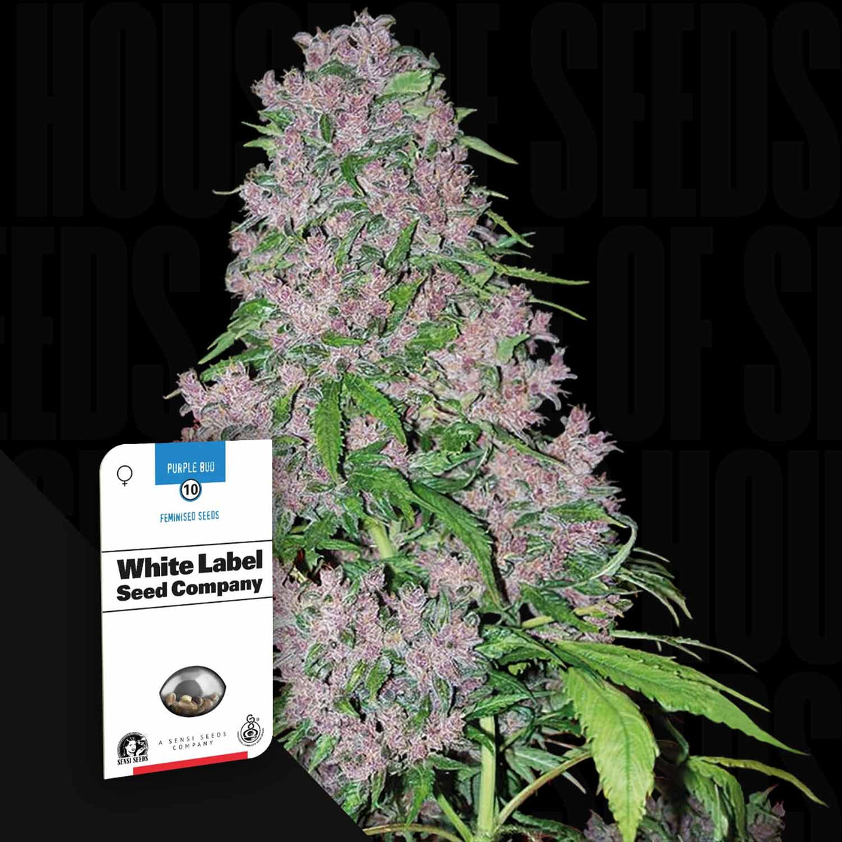 Sensi Seeds - Purple Bud