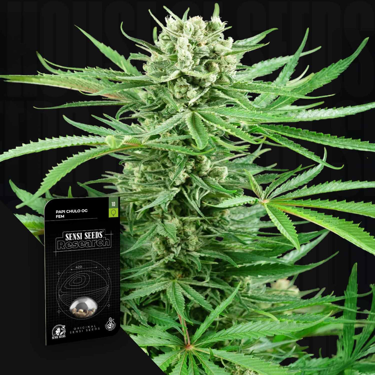 Sensi Seeds - Papi Chulo OG