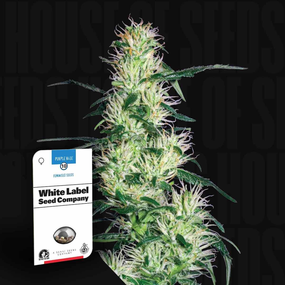 Sensi Seeds - Purple Haze