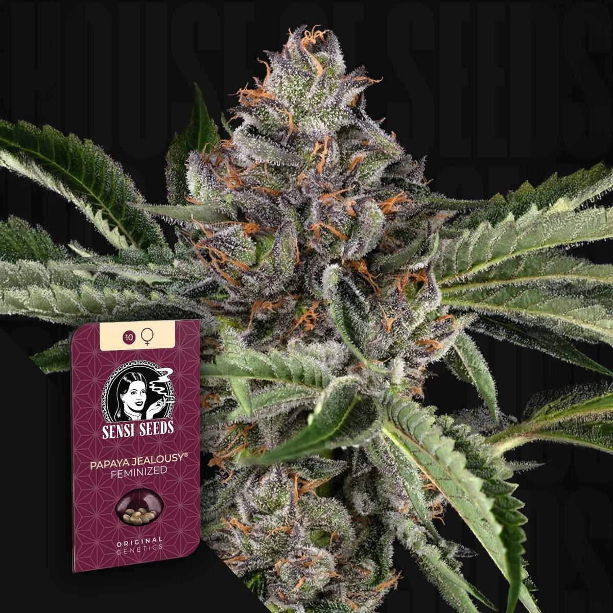Sensi Seeds - Papaya Jealousy