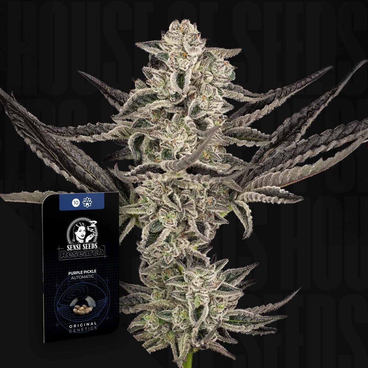 Sensi Seeds - Purple Pickle Auto