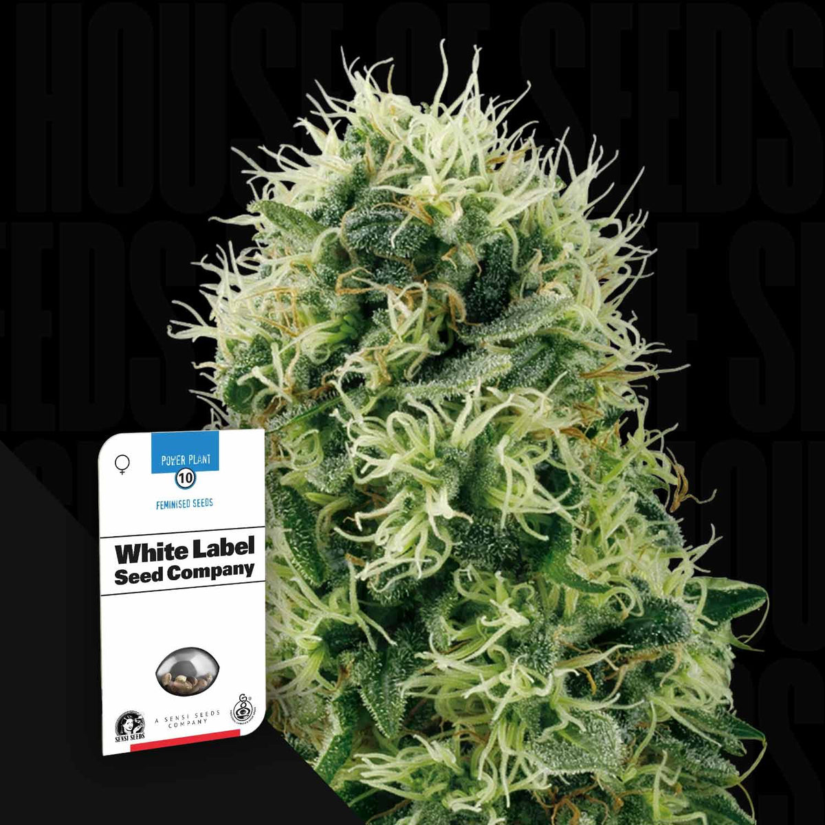 Sensi Seeds - Pure Power Plant