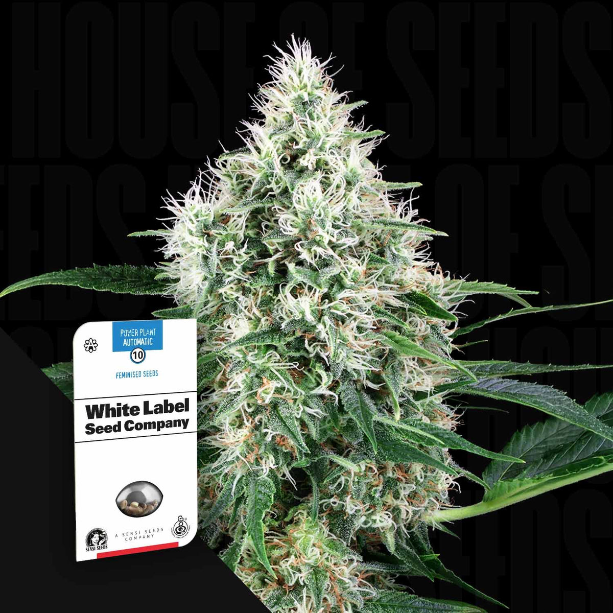 Sensi Seeds - Pure Power Plant Auto