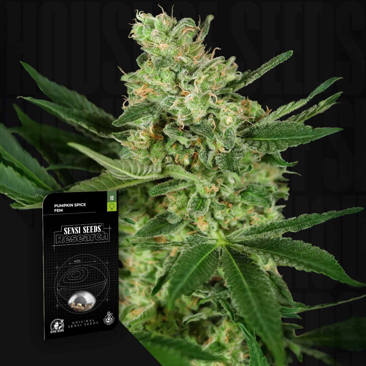 Sensi Seeds - Pumpkin Spice