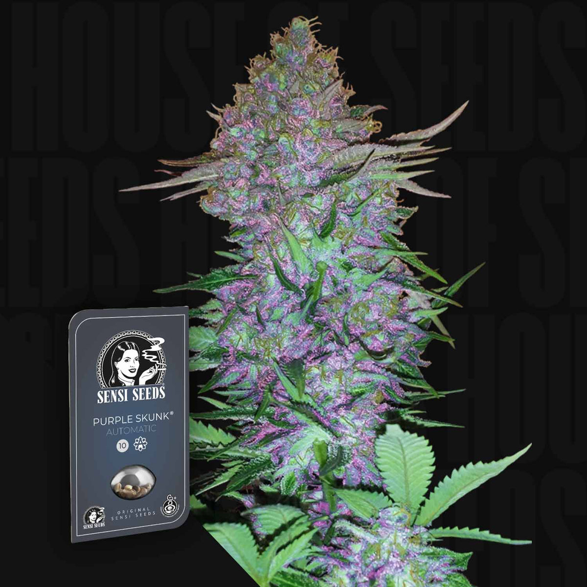 Sensi Seeds - Purple Skunk Auto
