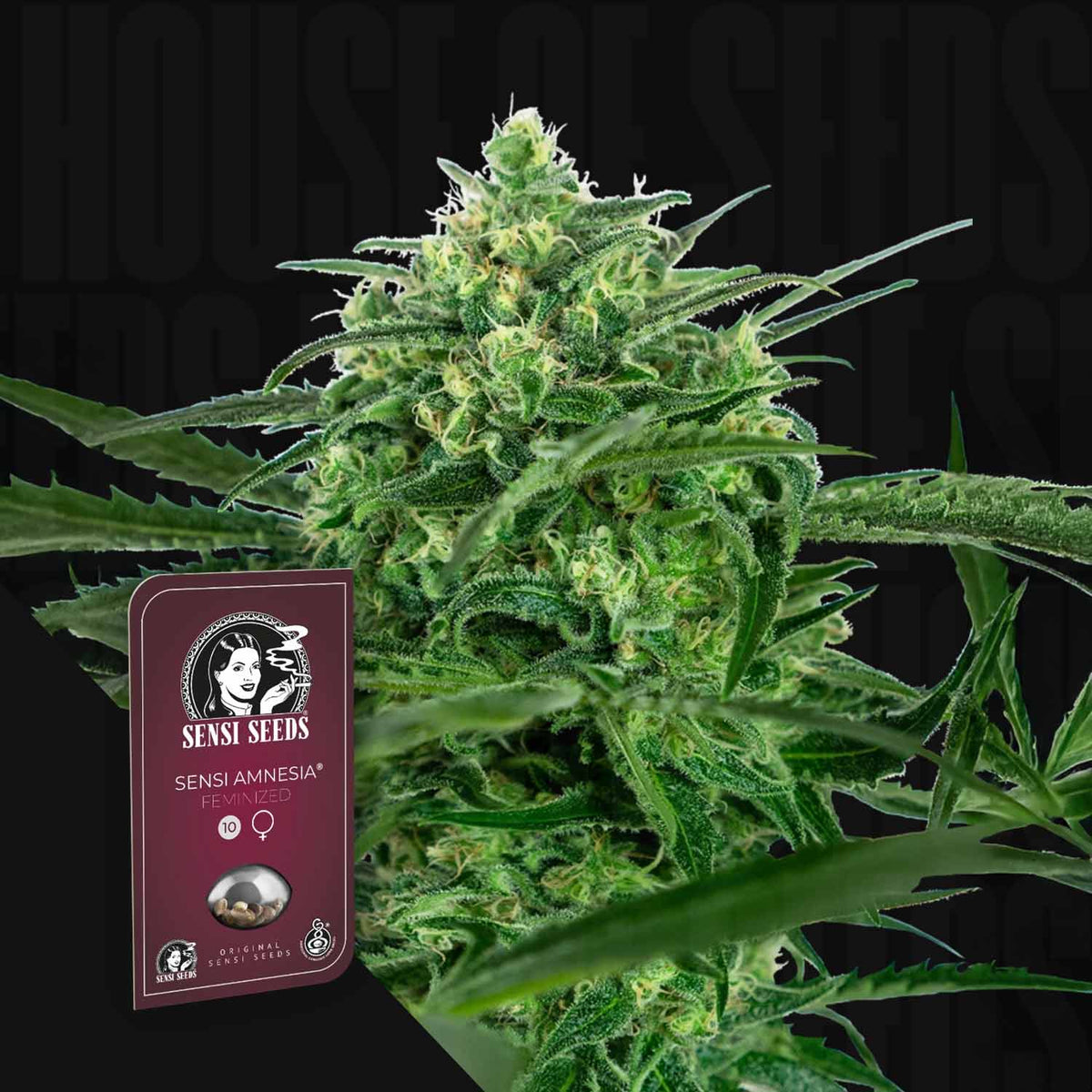 Sensi Seeds - Sensi Amnesia