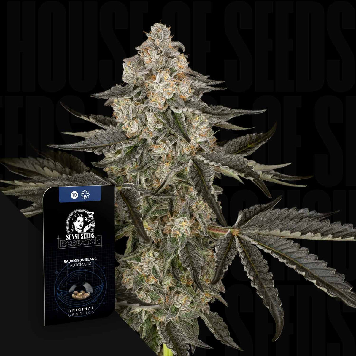 Sensi Seeds - Sauvignon Blanc Auto