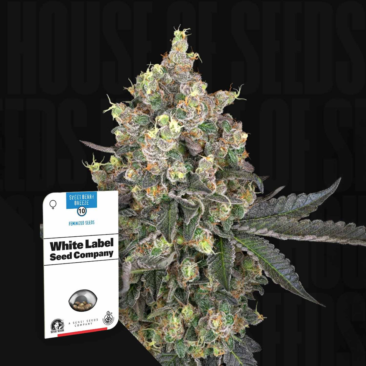 Sensi Seeds - Sweet Berry Breeze