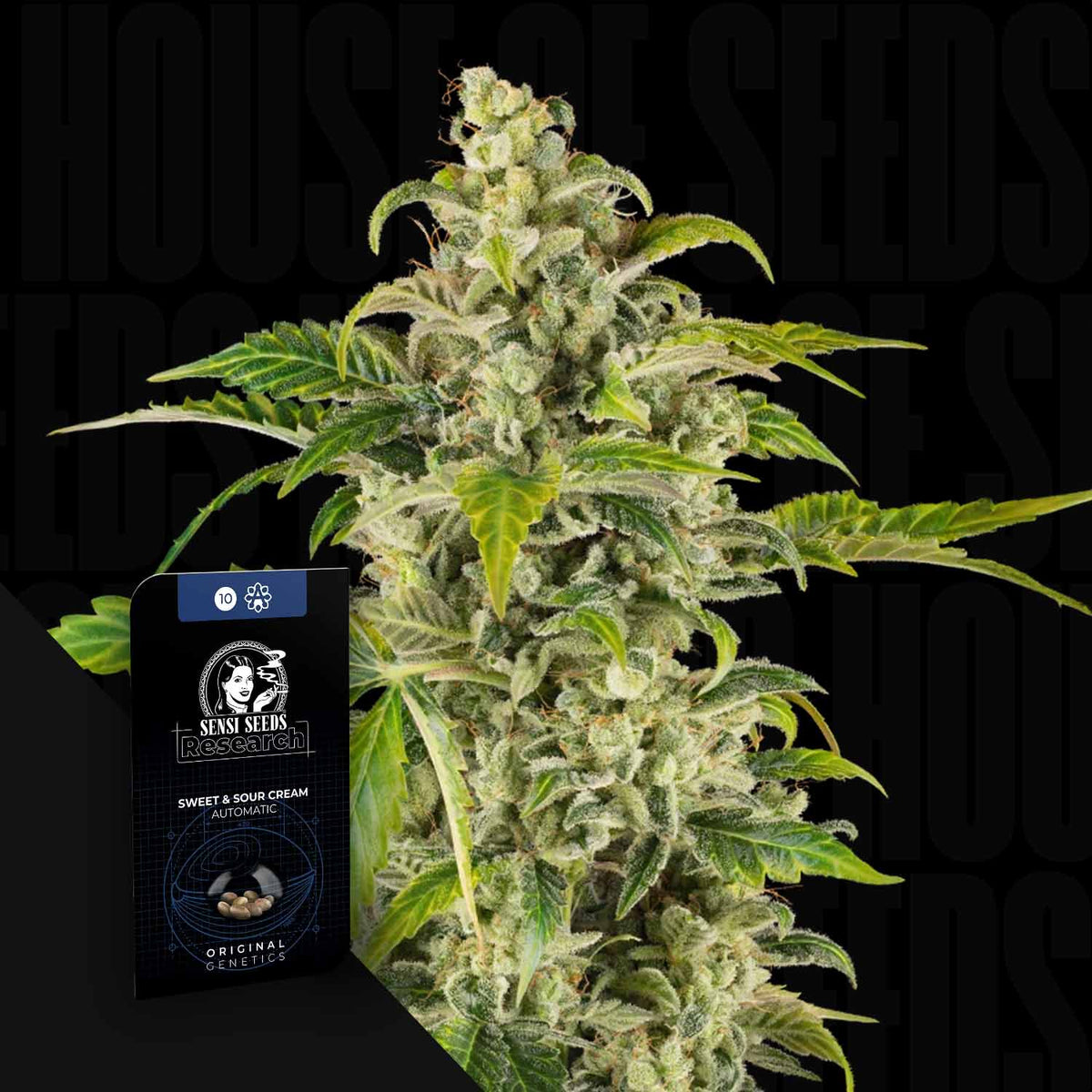 Sensi Seeds - Sweet & Sour Cream Auto
