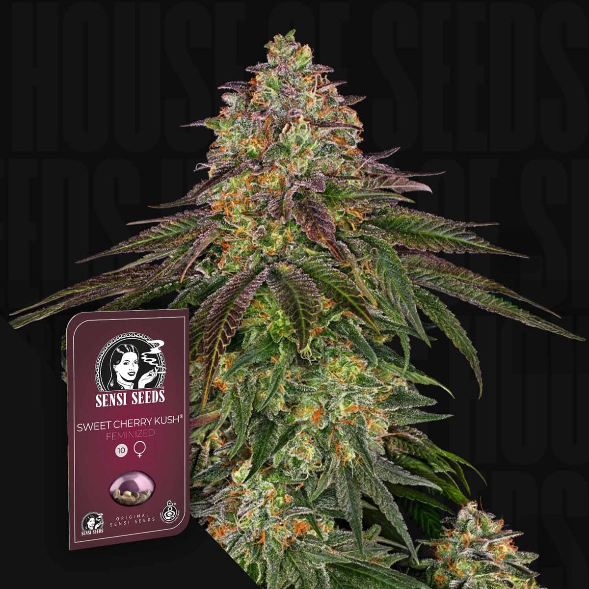 Sensi Seeds - Sweet Cherry Kush