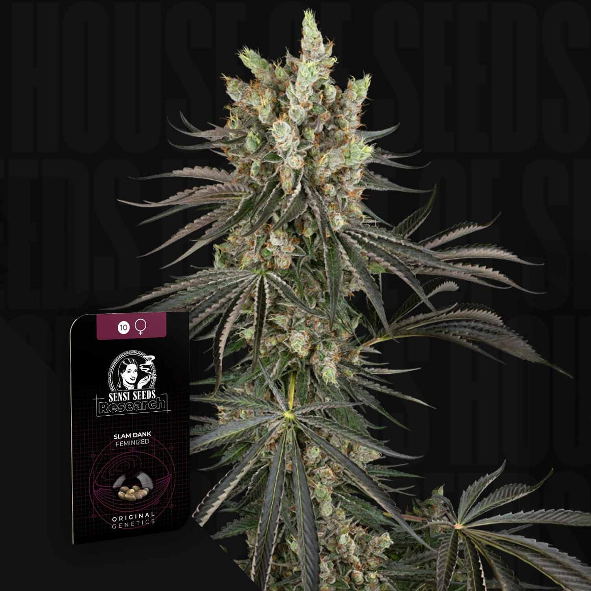 Sensi Seeds - Slam Dank