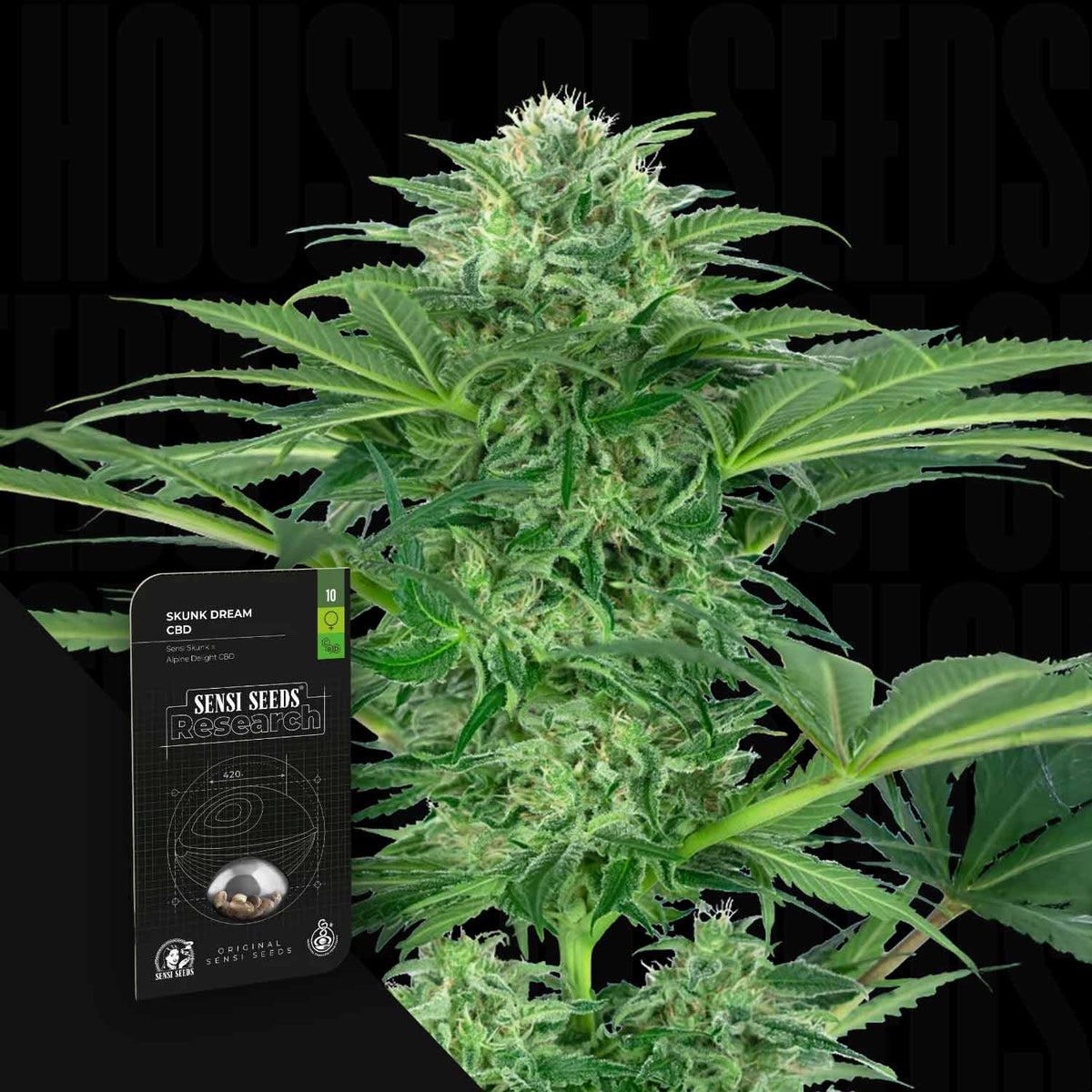 Sensi Seeds - Skunk Dream CBD