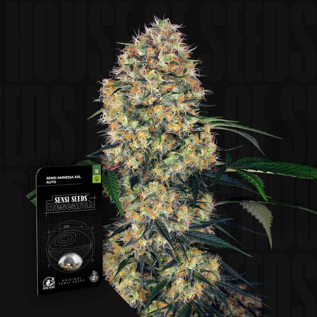 Sensi Seeds - Sensi Amnesia Auto