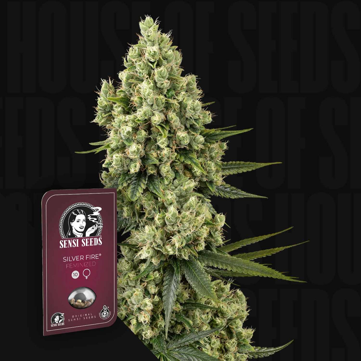 Sensi Seeds - Silver Fire