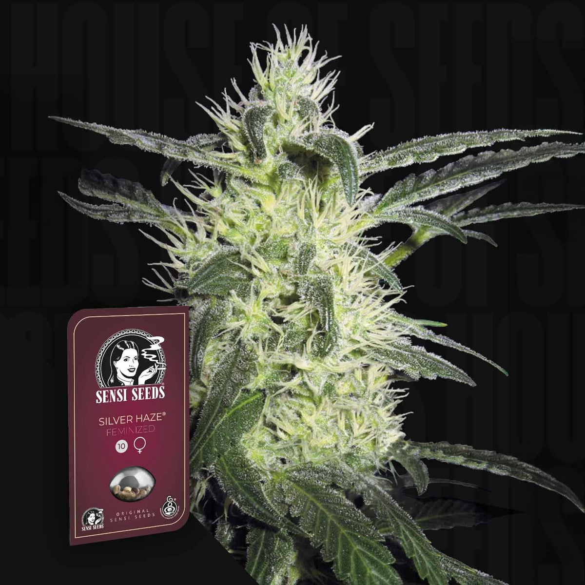 Sensi Seeds - Silver Haze
