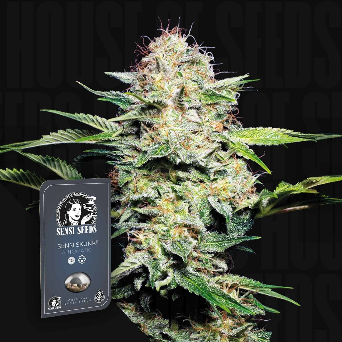 Sensi Seeds - Sensi Skunk Auto
