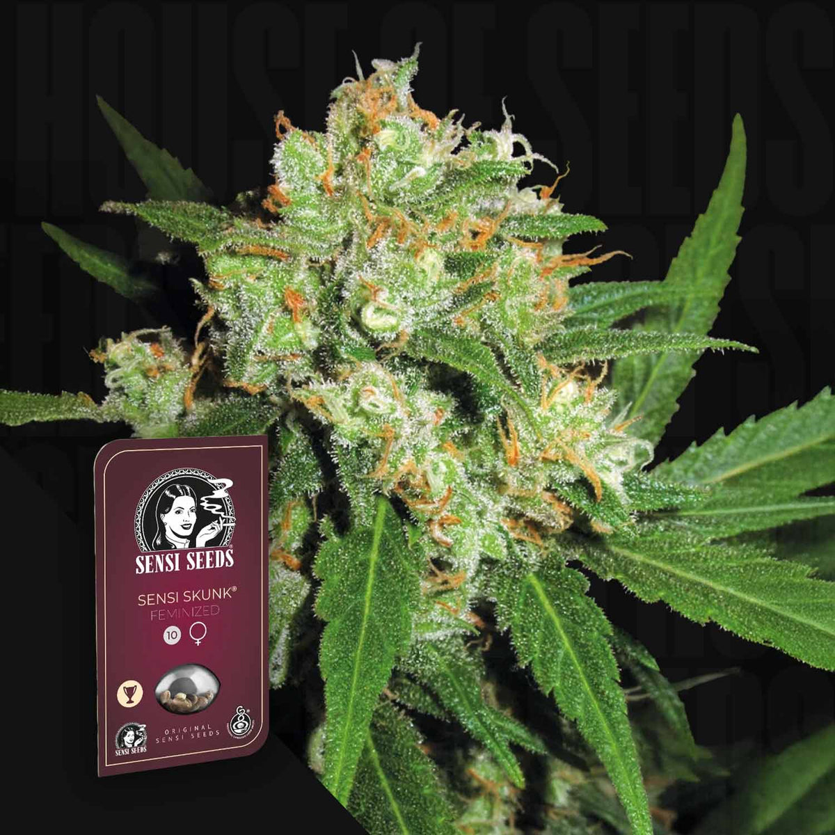 Sensi Seeds - Sensi Skunk