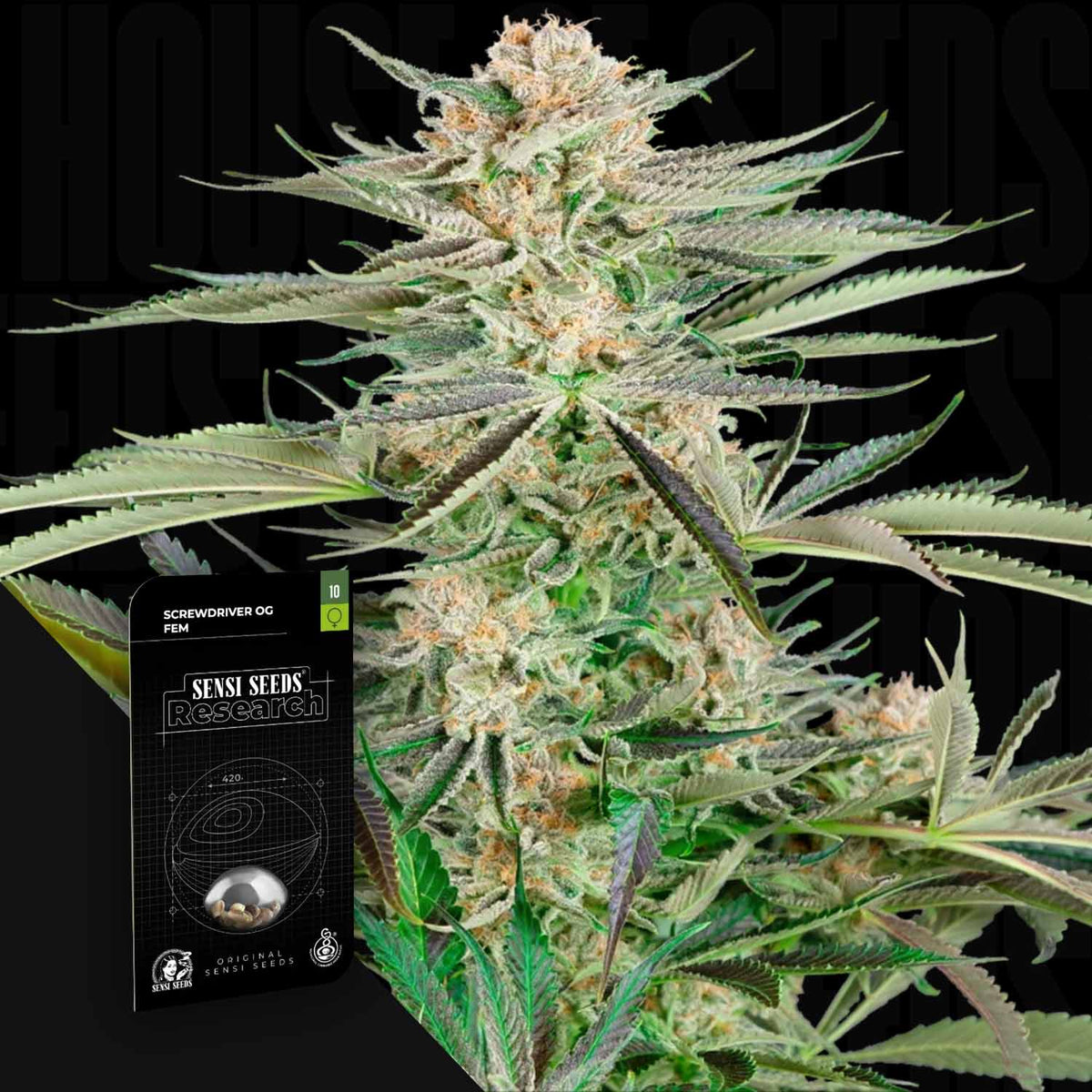 Sensi Seeds - Screwdriver OG