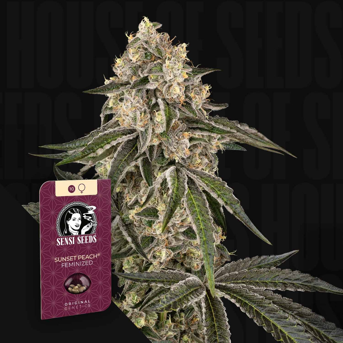 Sensi Seeds - Sunset Peach