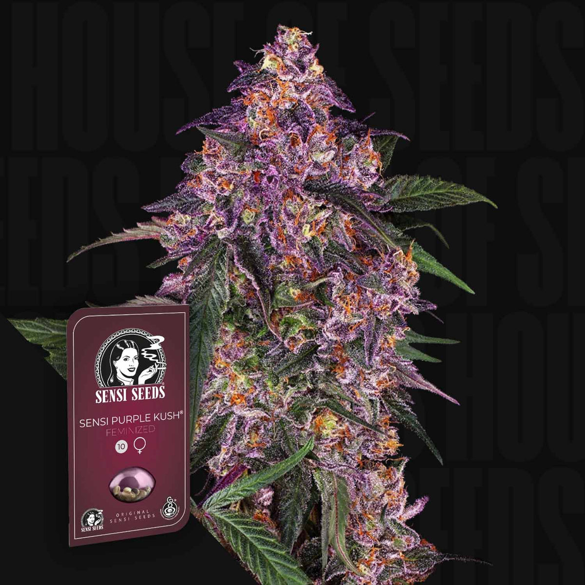 Sensi Seeds - Sensi Purple Kush