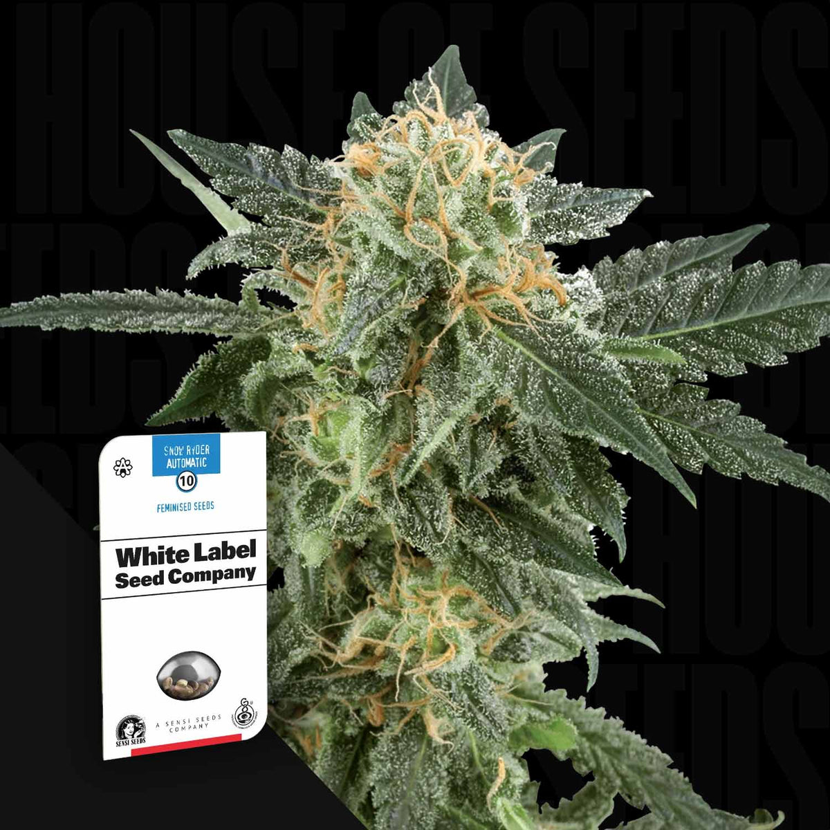 Sensi Seeds - Snow Ryder Auto
