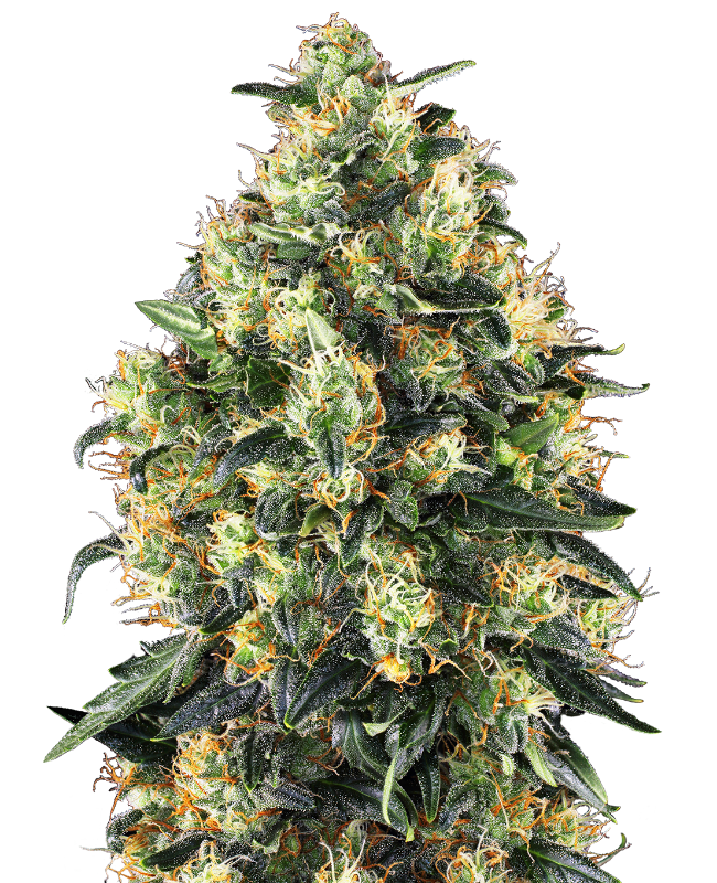 Sensi Seeds - Super Skunk Auto