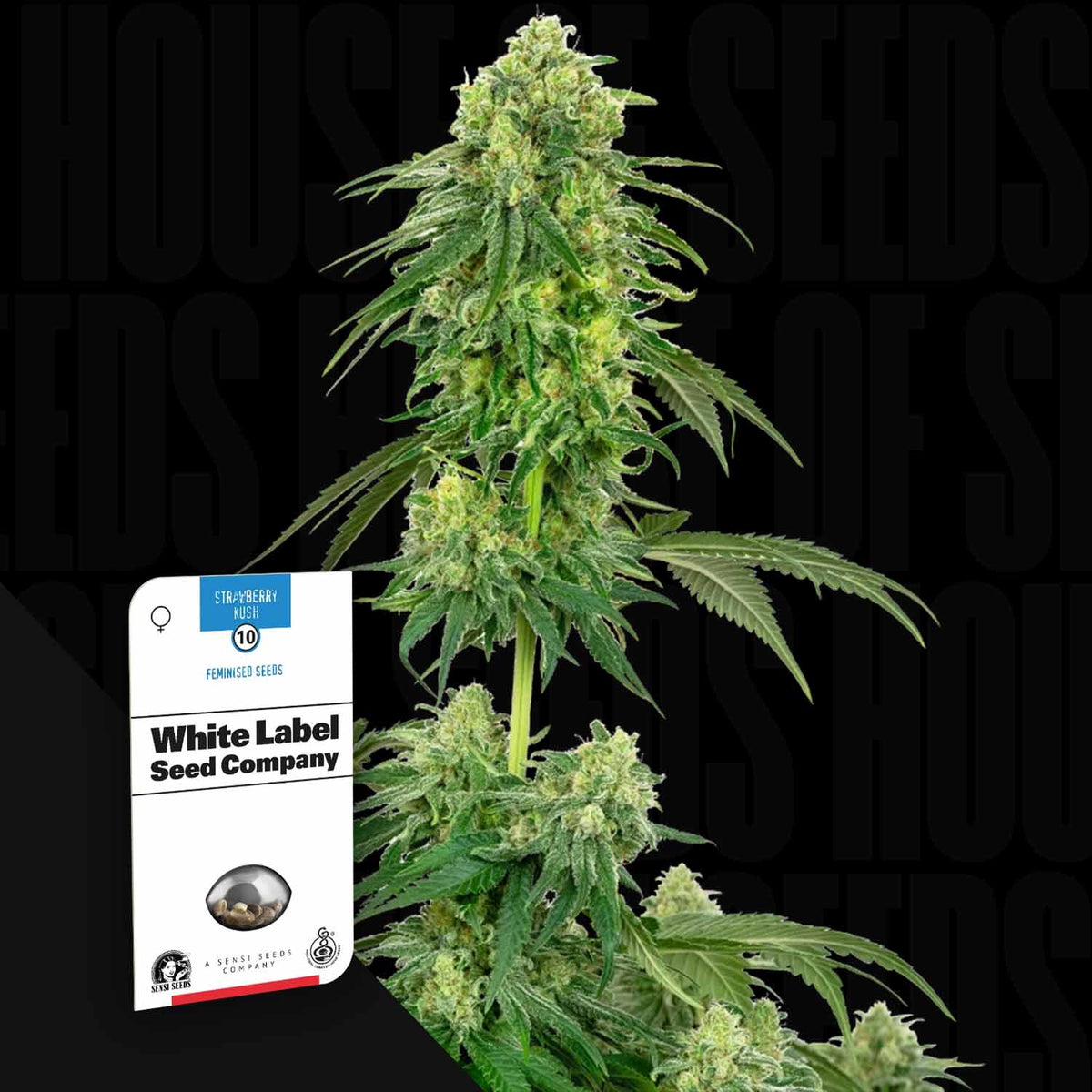 Sensi Seeds - Strawberry Kush