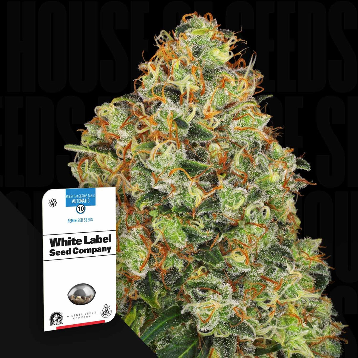 Sensi Seeds - Sweet Tangerine Tango Auto