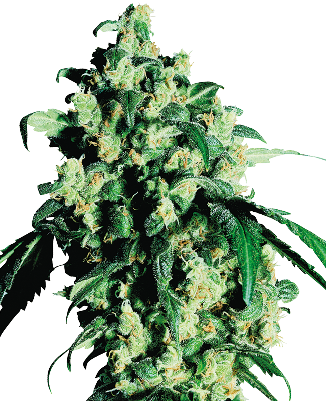 Sensi Seeds - Super Skunk