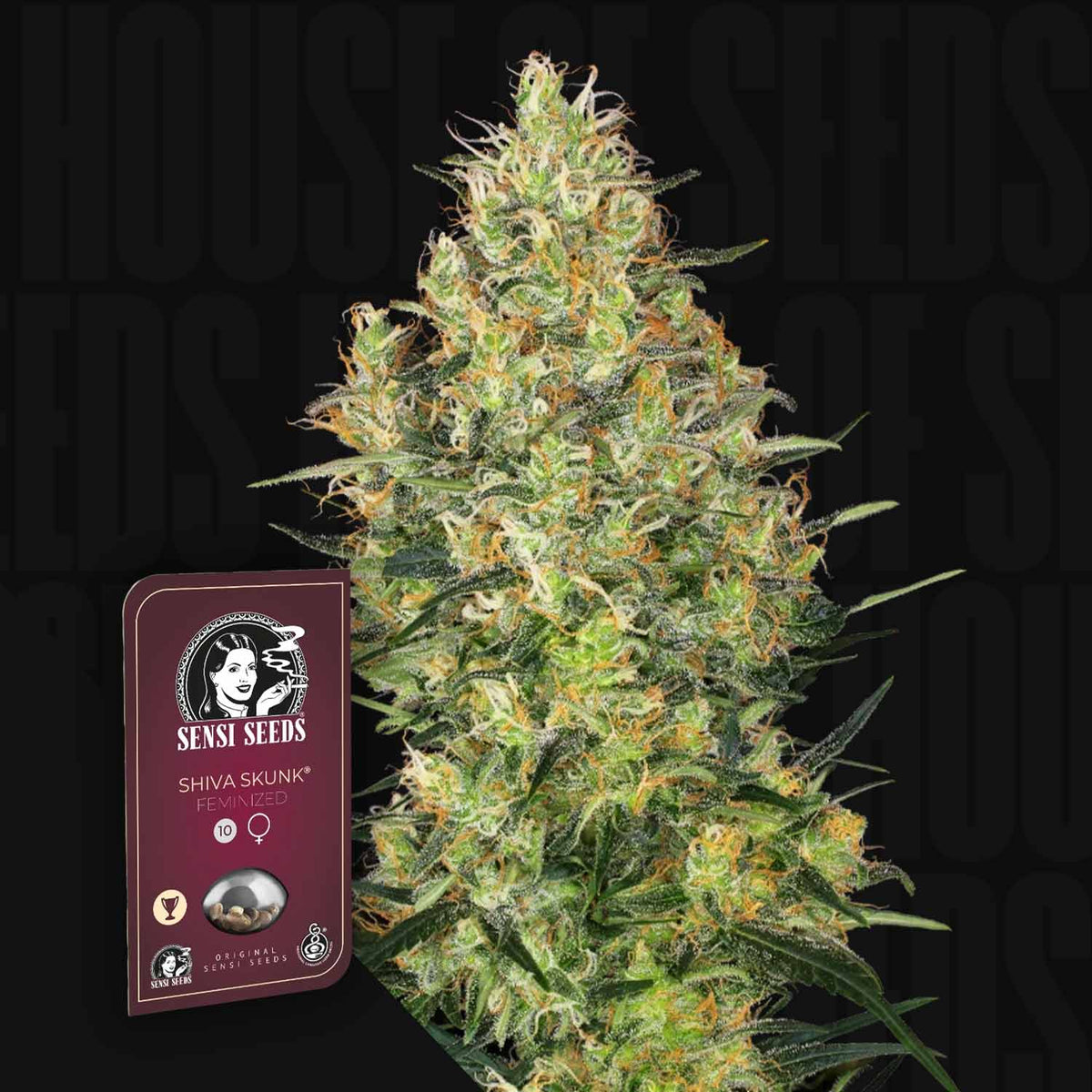 Sensi Seeds - Shiva Skunk