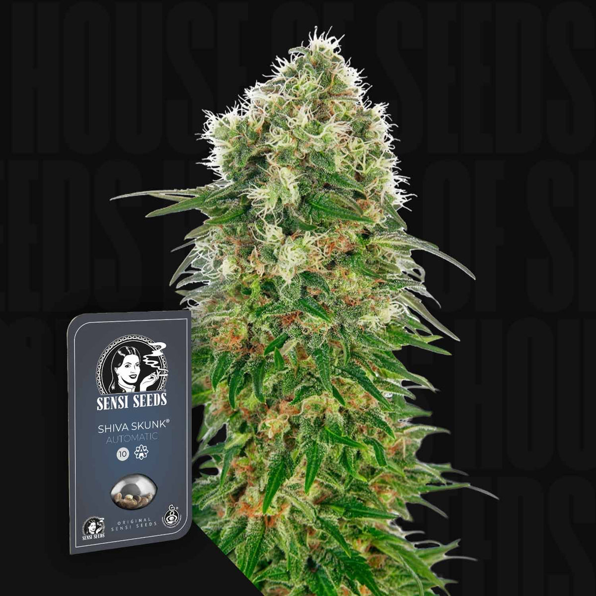 Sensi Seeds - Shiva Skunk Auto