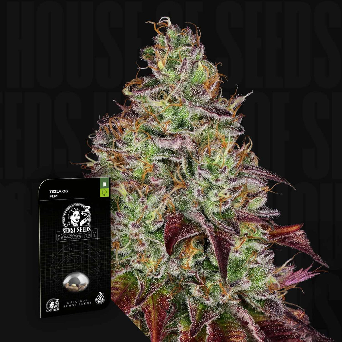 Sensi Seeds - Tezla OG