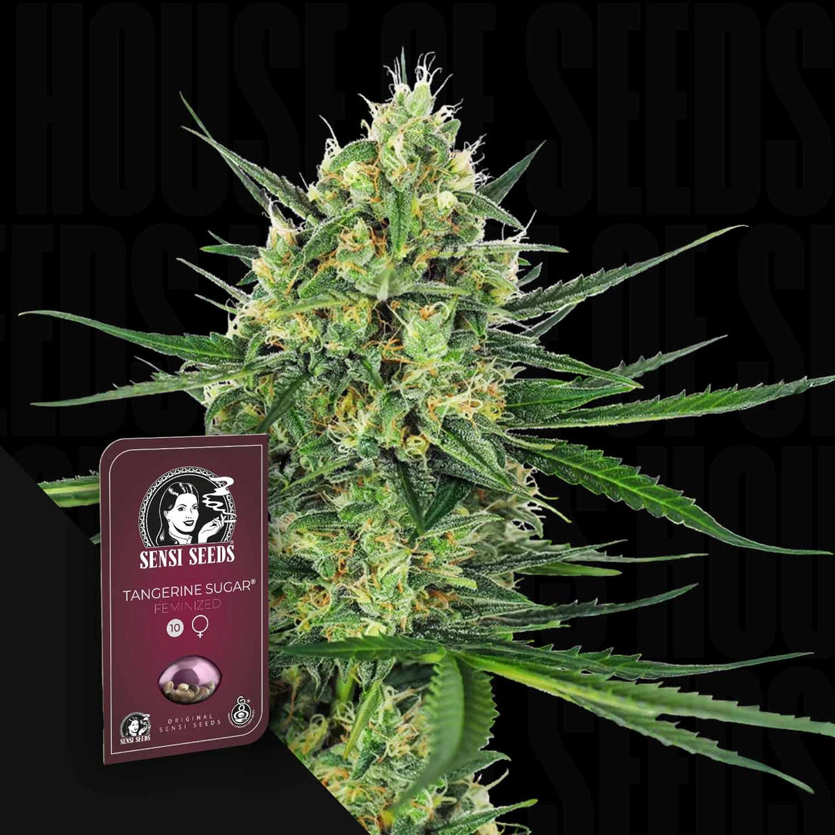 Sensi Seeds - Tangerine Sugar