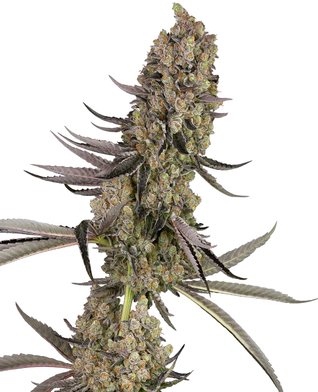 Sensi Seeds - Vlad the Inhaler