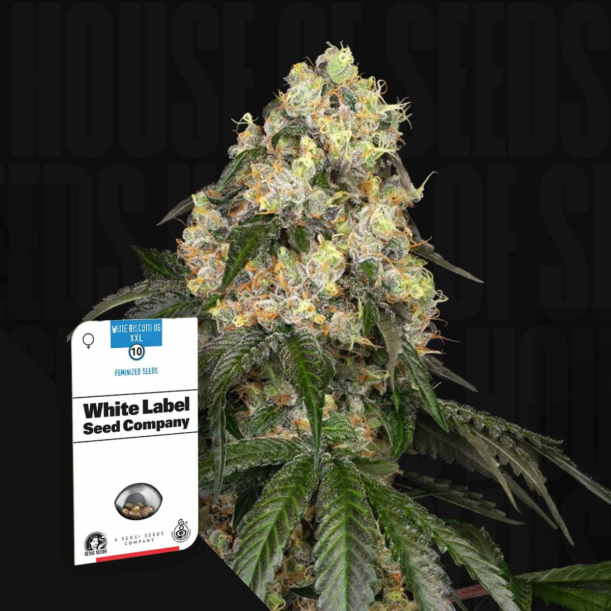 Sensi Seeds - White Biscotti OG XXL