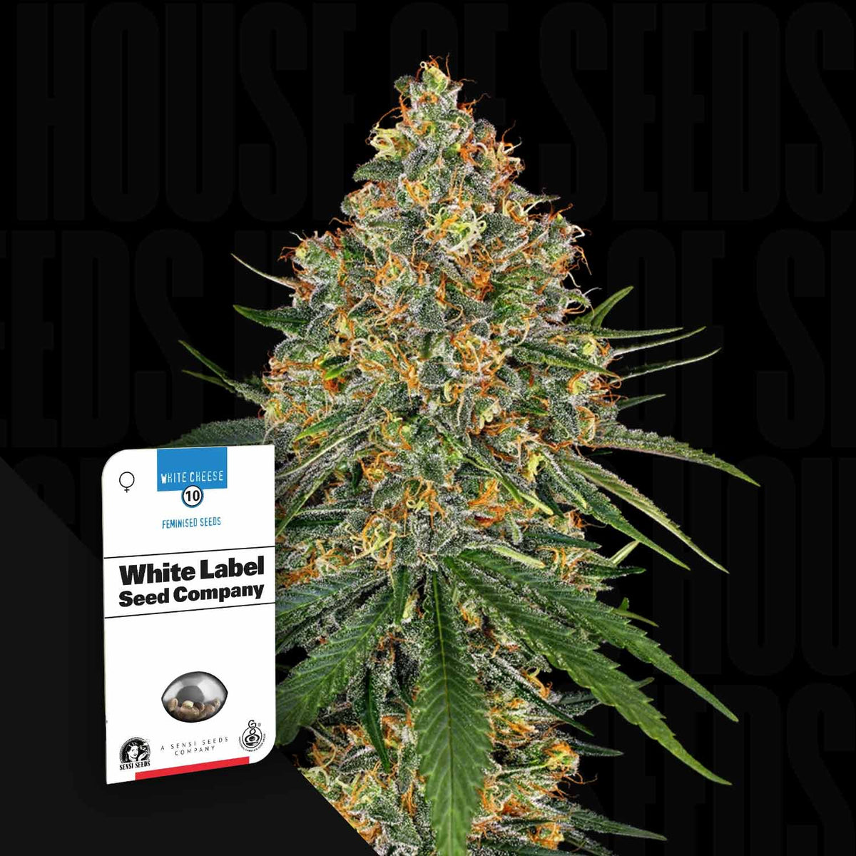 Sensi Seeds - White Cheese