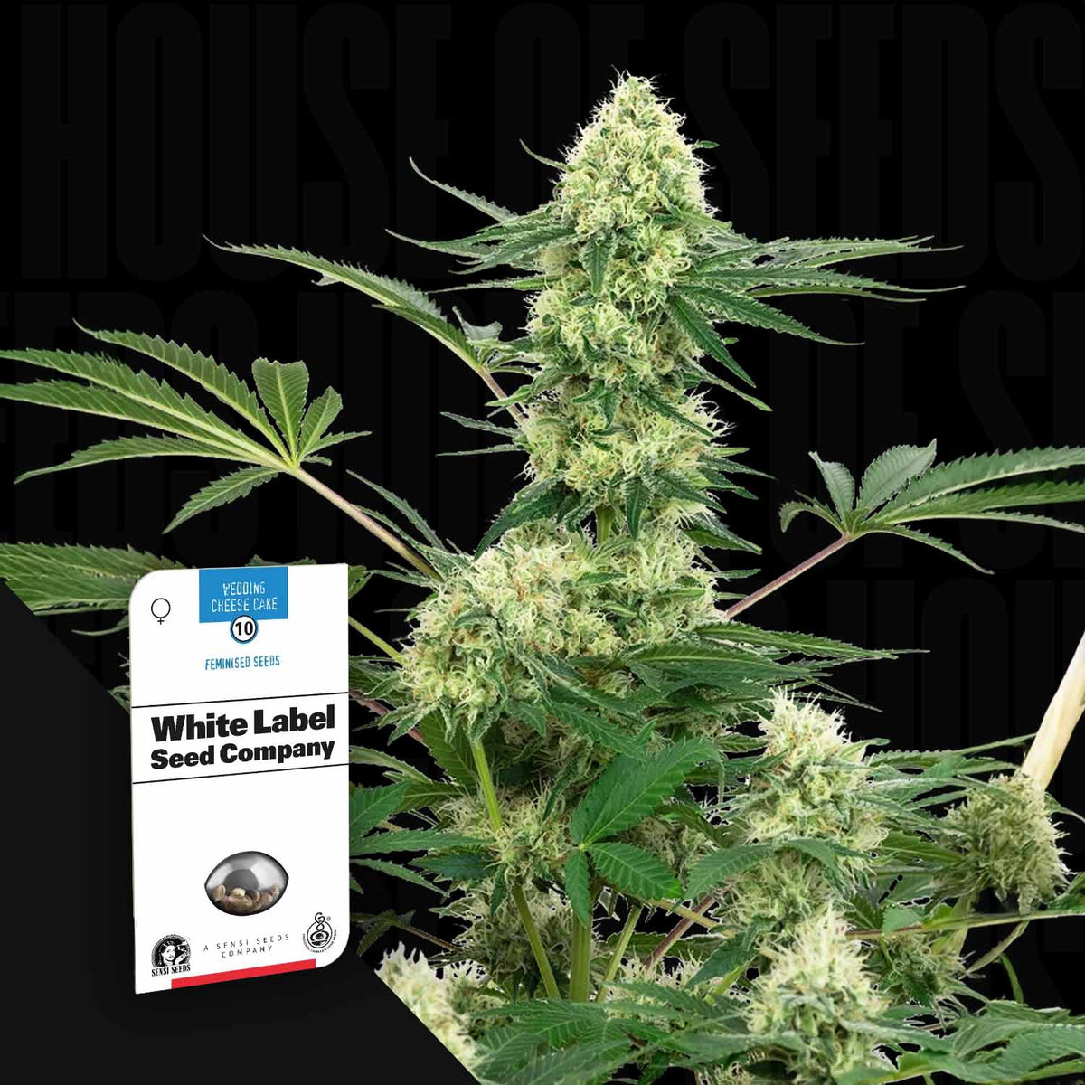 Sensi Seeds - Wedding Cheesecake