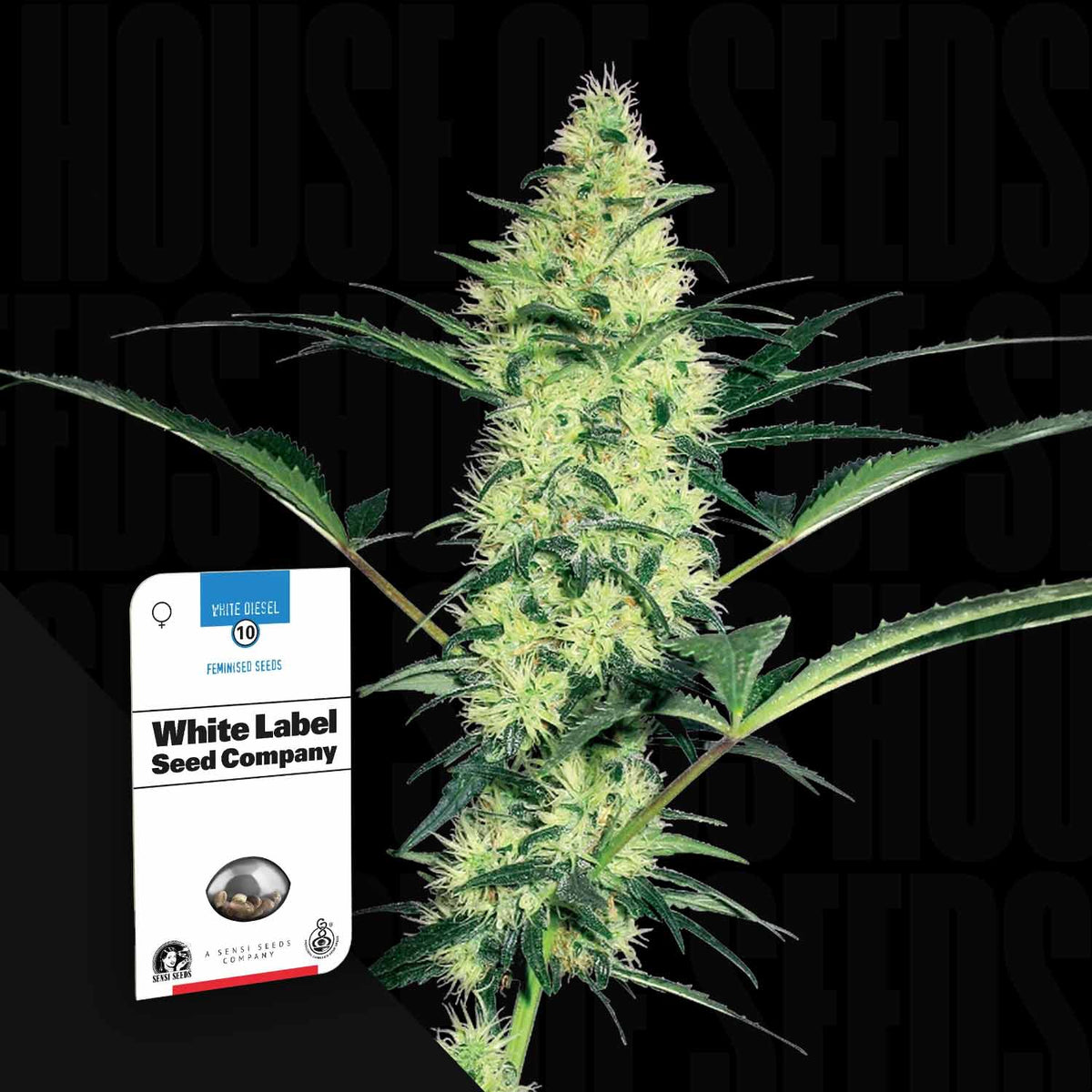 Sensi Seeds - White Diesel