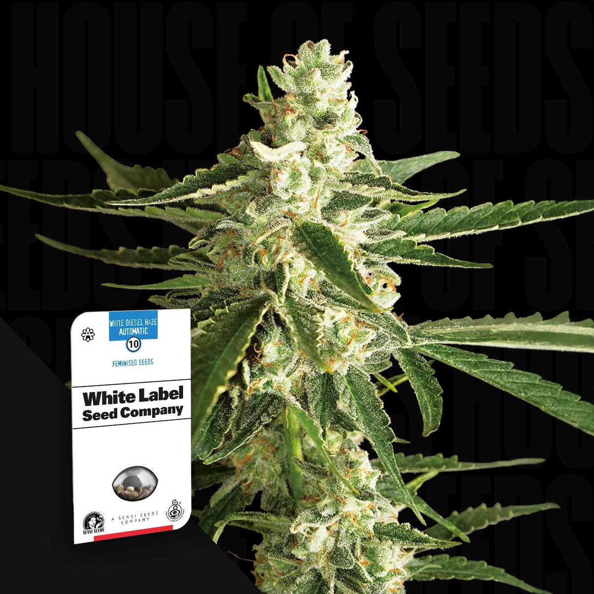Sensi Seeds - White Diesel Haze Auto
