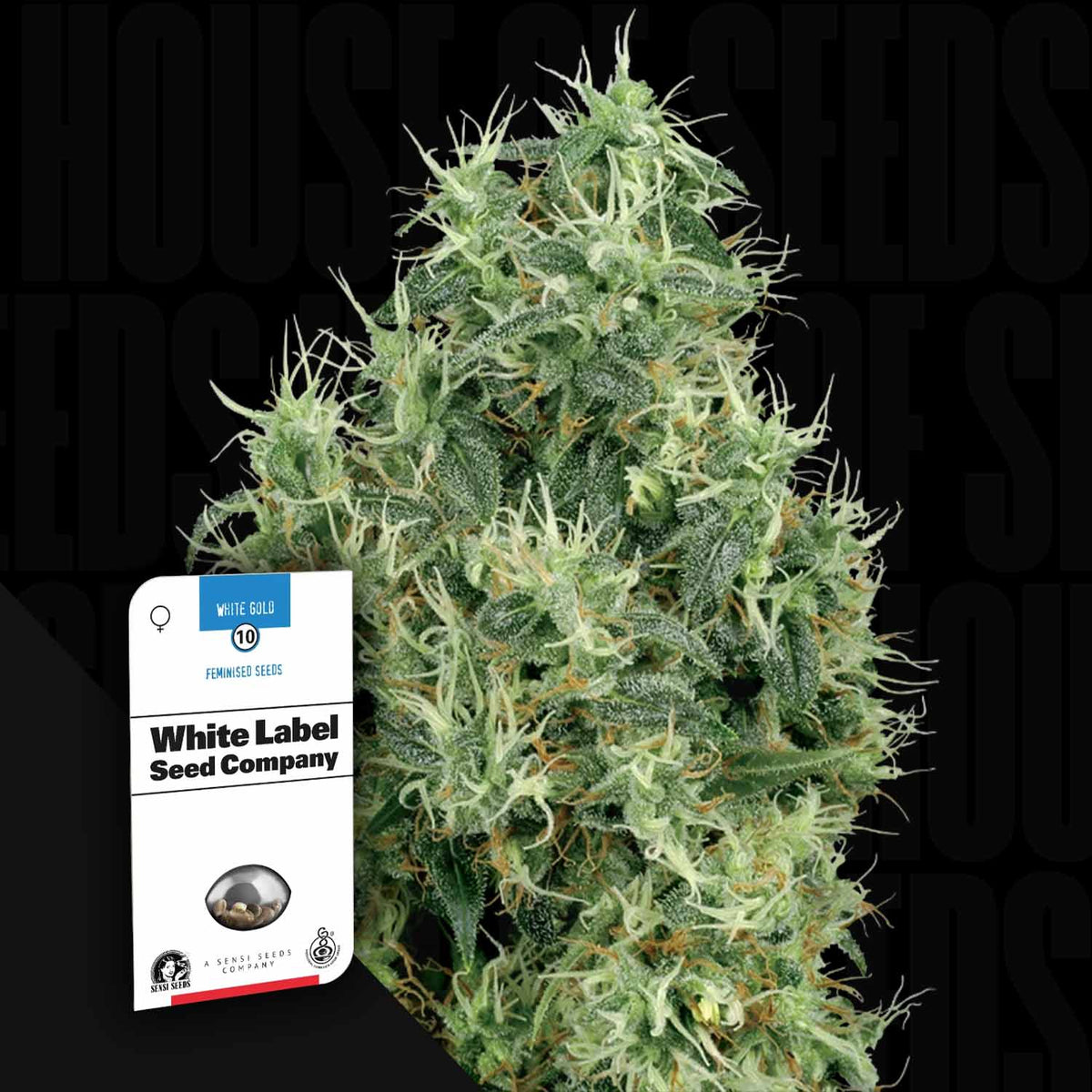 Sensi Seeds - White Gold