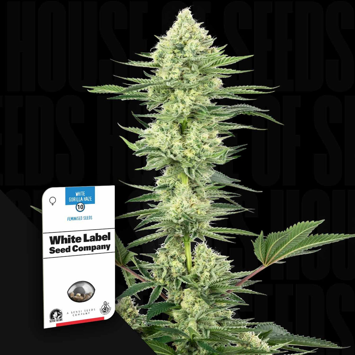Sensi Seeds - White Gorilla Haze